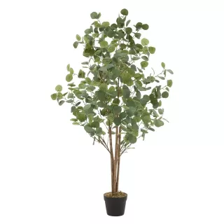 Pianta eucalipto 150cm