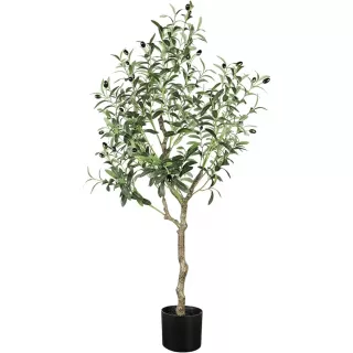Albero ulivo 120cm